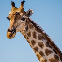 giraffe